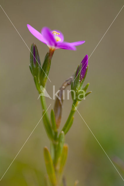 Fraai duizendguldenkruid (Centaurium pulchellum)