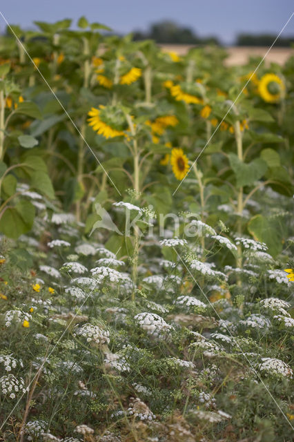 Pignut (Conopodium majus)