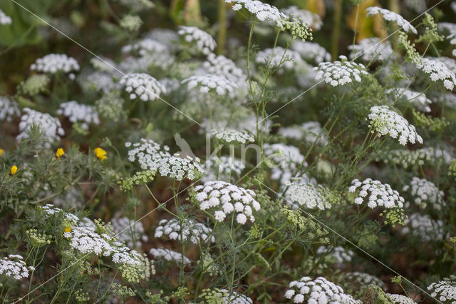 Franse aardkastanje (Conopodium majus)