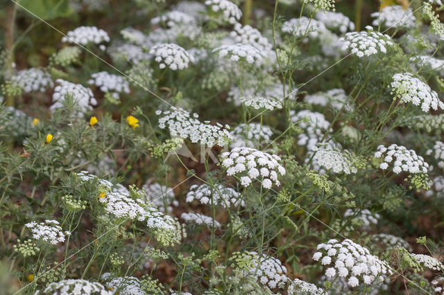 Pignut (Conopodium majus)