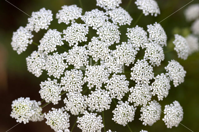 Pignut (Conopodium majus)