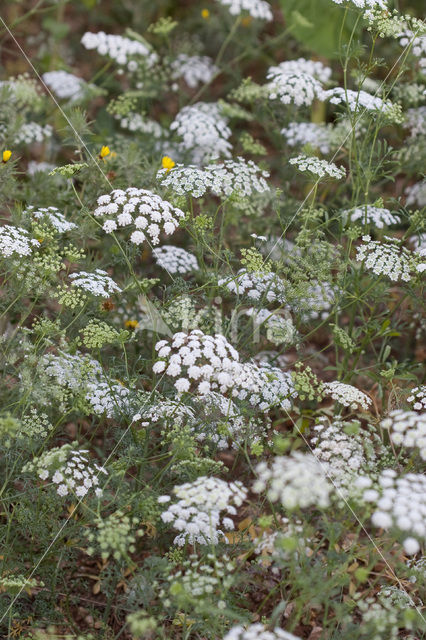 Pignut (Conopodium majus)