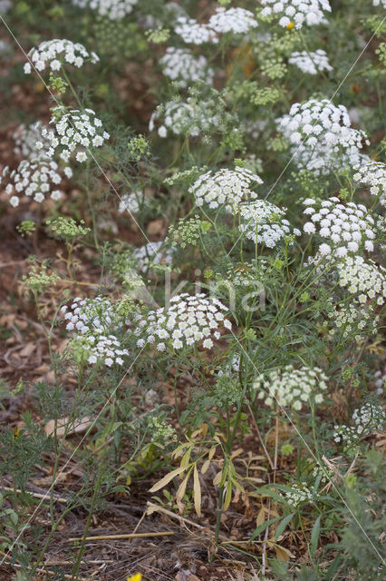 Pignut (Conopodium majus)