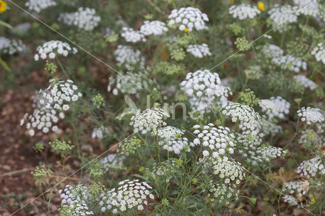 Franse aardkastanje (Conopodium majus)