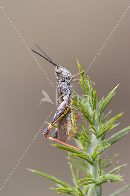 Gaspeldoornsprinkhaan (Chorthippus binotatus)