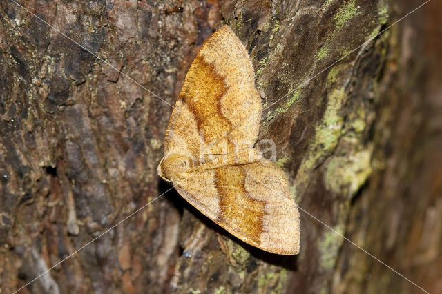 Geelbruine bandspanner (Plagodis pulveraria)