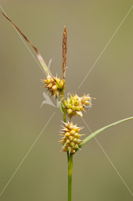 Geelgroene zegge (Carex oederi subsp. oedocarpa)