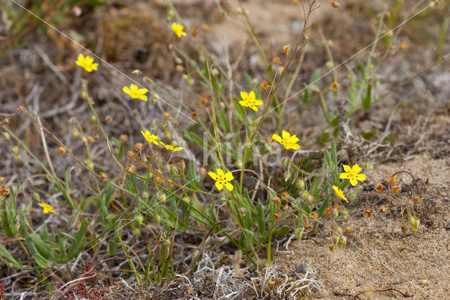 Gevlekt zonneroosje (Tuberaria guttata)