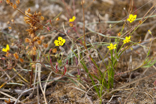 Gevlekt zonneroosje (Tuberaria guttata)