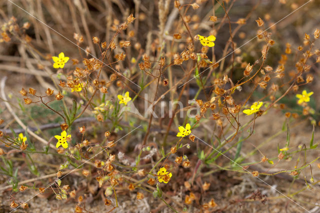 Gevlekt zonneroosje (Tuberaria guttata)