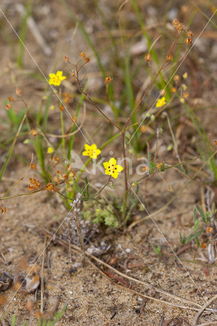 Gevlekt zonneroosje (Tuberaria guttata)