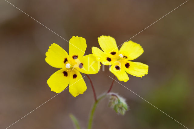 Gevlekt zonneroosje (Tuberaria guttata)