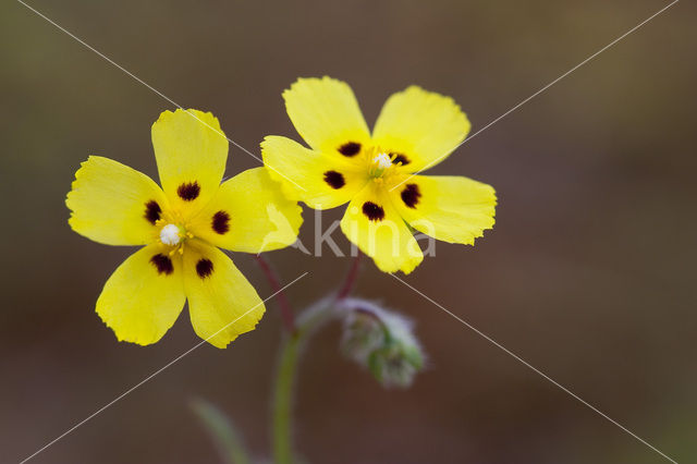 Gevlekt zonneroosje (Tuberaria guttata)