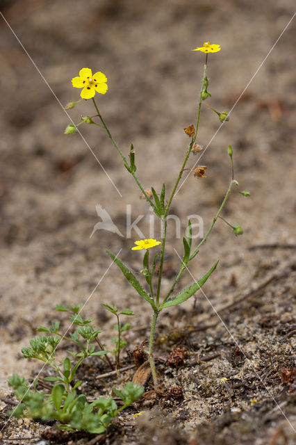 Gevlekt zonneroosje (Tuberaria guttata)