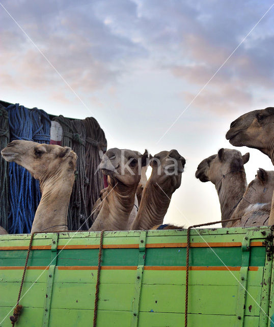 Bactrian Camel