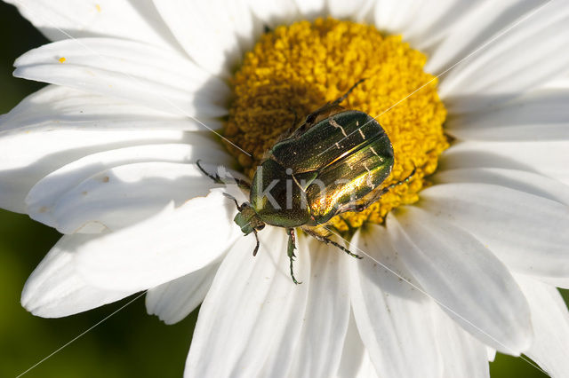 Rose Chafer (Cetonia aurata)