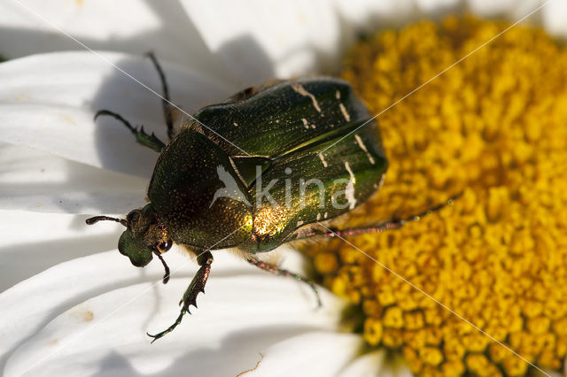 Rose Chafer (Cetonia aurata)