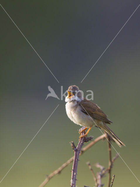 Greater Whitethroat (Sylvia communis)