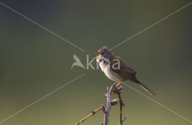 Greater Whitethroat (Sylvia communis)