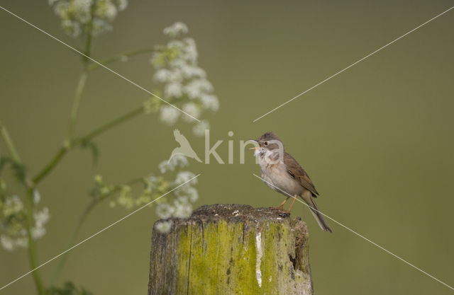 Greater Whitethroat (Sylvia communis)