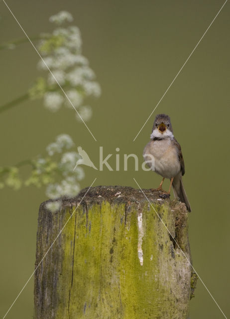 Greater Whitethroat (Sylvia communis)