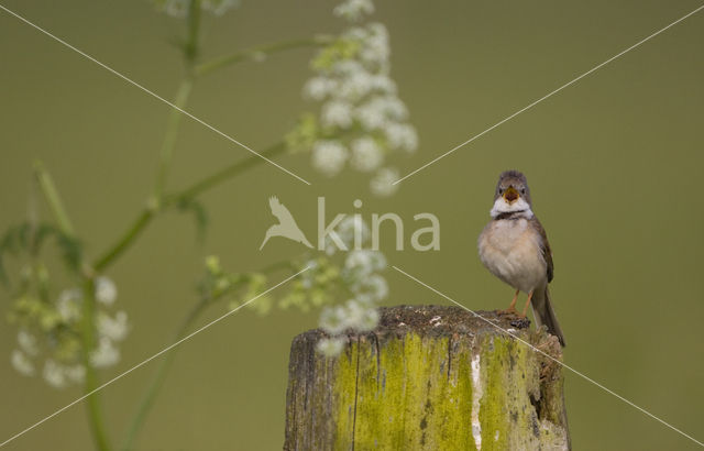 Greater Whitethroat (Sylvia communis)