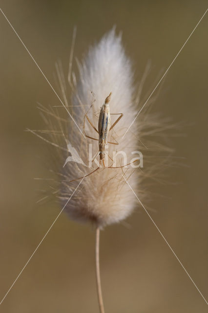 Graswants (Chorosoma schillingi)