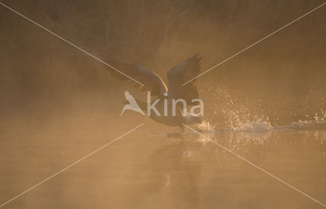 Grey Lag-Goose (Anser anser)
