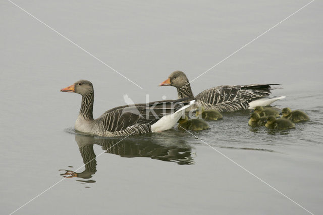 Grey Lag-Goose (Anser anser)