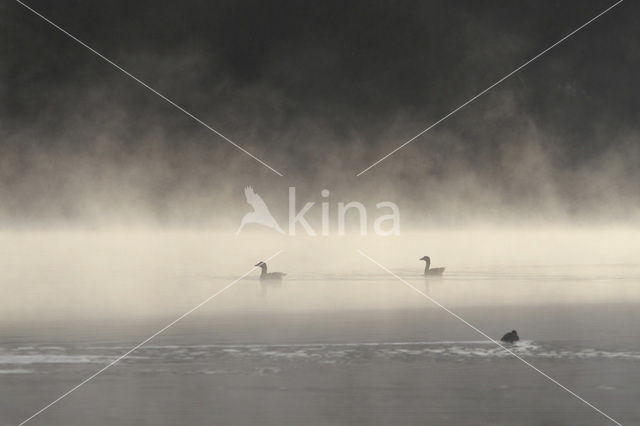 Grey Lag-Goose (Anser anser)