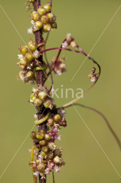 Greater Dodder (Cuscuta europaea)