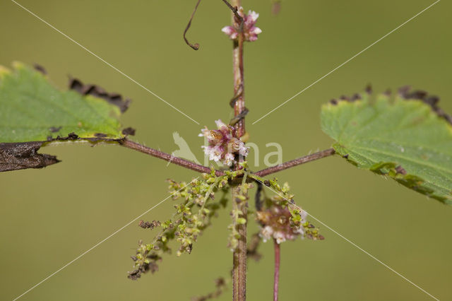 Greater Dodder (Cuscuta europaea)