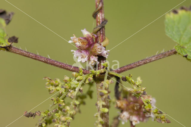 Greater Dodder (Cuscuta europaea)