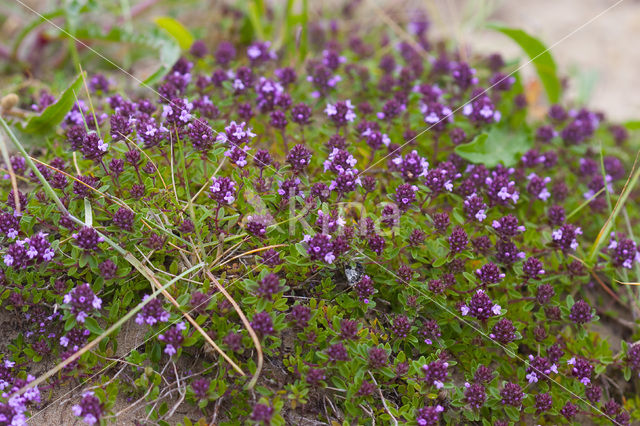 Large Thyme (Thymus pulegioides)