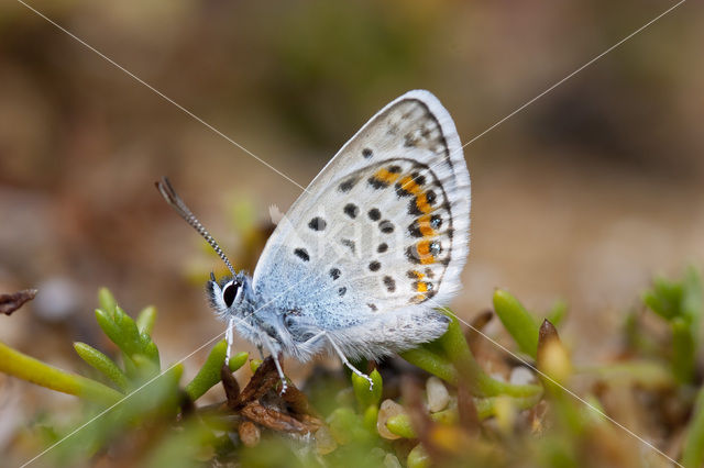 Silver Studded Blue (Plebejus argus)