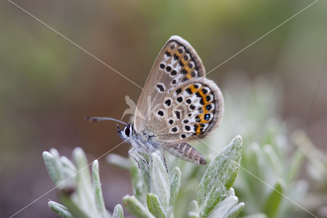 Silver Studded Blue (Plebejus argus)