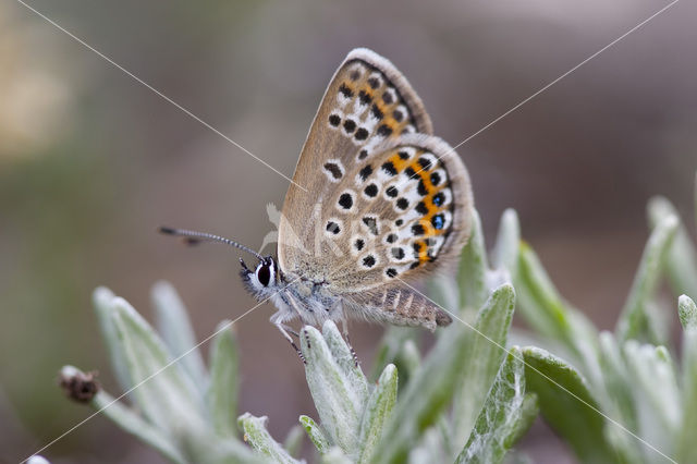 Silver Studded Blue (Plebejus argus)