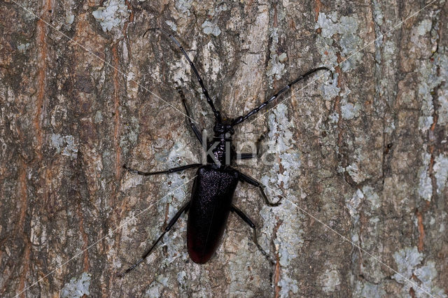 great capricorn beetle (Cerambyx cerdo)