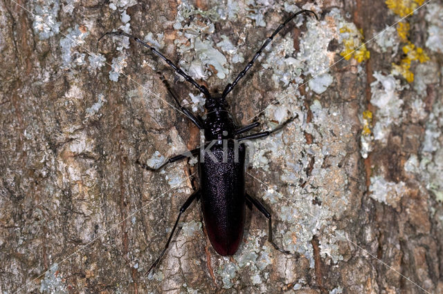 great capricorn beetle (Cerambyx cerdo)