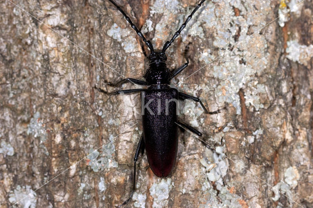 great capricorn beetle (Cerambyx cerdo)