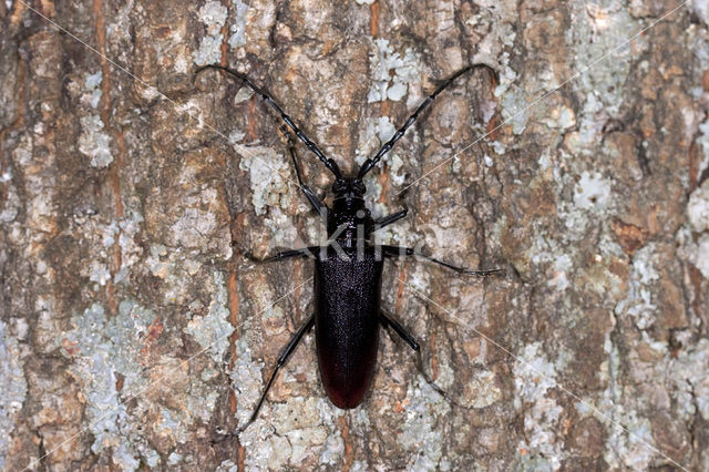 great capricorn beetle (Cerambyx cerdo)