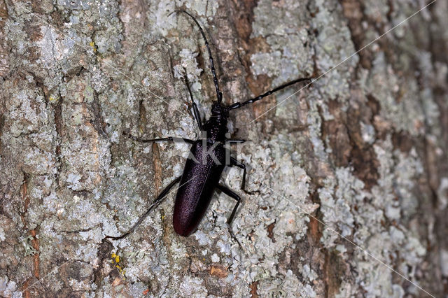 Heldenbok (Cerambyx cerdo)