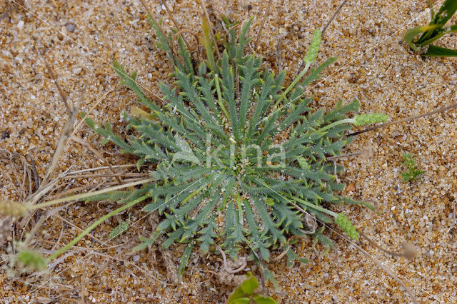 Hertshoornweegbree (Plantago coronopus)