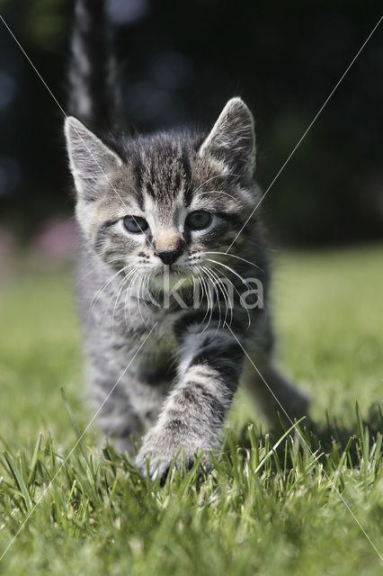 Domestic Cat (Felis domesticus