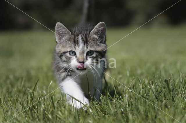 Domestic Cat (Felis domesticus