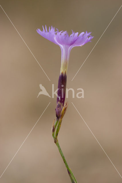 Jersey Pink (Dianthus gallicus)