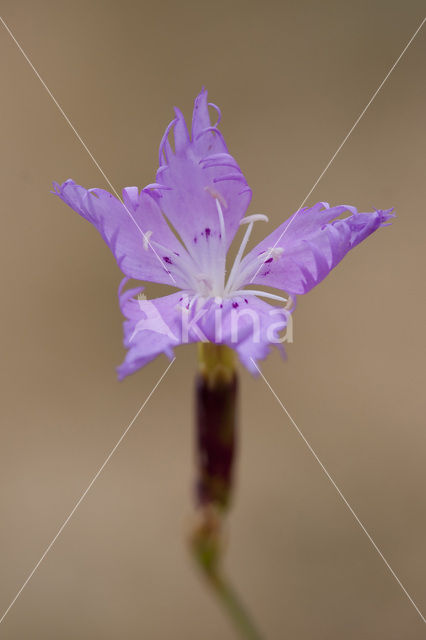 Jersey Pink (Dianthus gallicus)