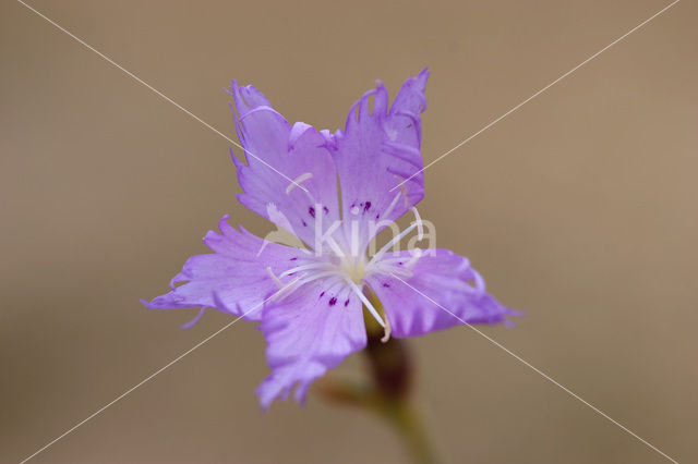 Jersey Pink (Dianthus gallicus)