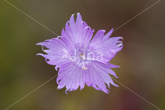 Jersey Pink (Dianthus gallicus)