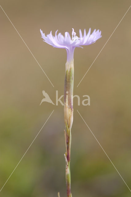 Jersey Pink (Dianthus gallicus)